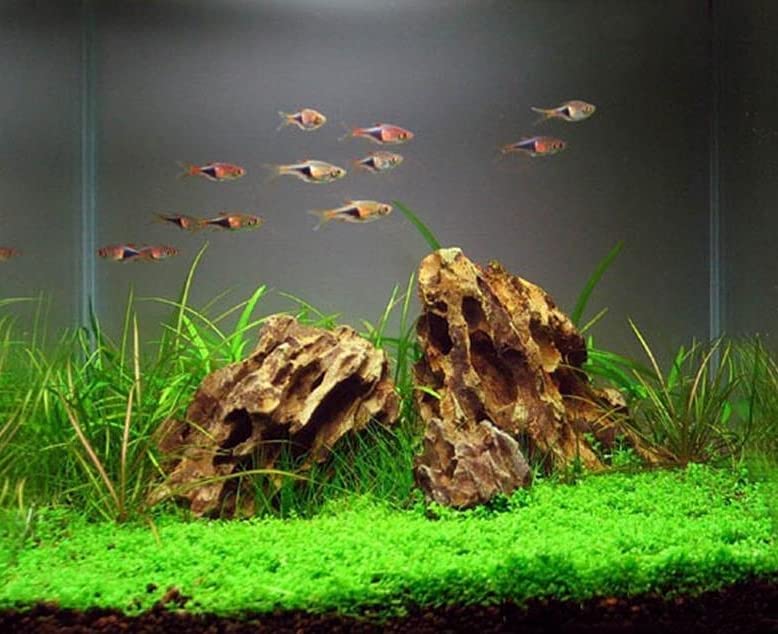 AWXZOM Natural Dragon Rock Carefully Selected Mixed Sizes, Decorative Aquarium Rocks, Aquarium Stones for Fish Tank (4.4lb) - size: 4.4lb