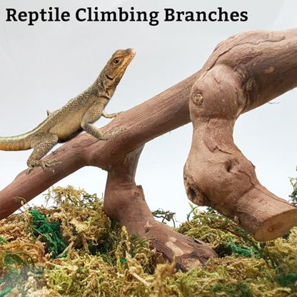 VCEPJH Snake Climbing Branch, 2Pcs Reptile Wood Natural Cork Log Tank Accessories Tree Trunk for Chameleon Bearded Dragon Gecko Snake Frog Spider - size: Grape Wood (L:13.7"-15.7"-2pcs)
