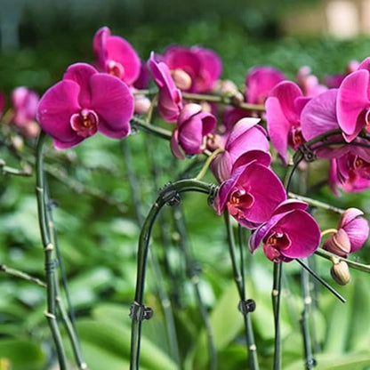 50 Pcs Plant Clips, Orchid Clips Plant Orchid Support Clips Flower and Vine Clips for Supporting Stems Vines Grow Upright for Supporting Stems Vine Stalks Grow
