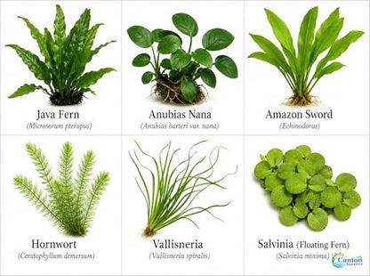 Assorted Mixed Plant Bundle | Live Aquarium Plant, Freshwater, Low | Medium | High Light