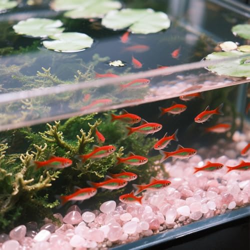 0.96LB Rose Quartz Aquarium Gravel Natural Crystal Crushed Vase Filler Fish Tank Decorative Succulent Rocks Bulk Tumbled Polished Irregular Shaped - color: Rose Quartz