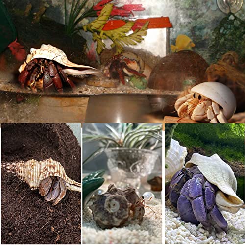 21PCS Hermit Crab Shells Large Medium Small | Sea Conch Size 1.2" - 3.9", Opening Size 0.5" - 2" | Growth Turbo Seashells for Natural Hermit Crab Supplies