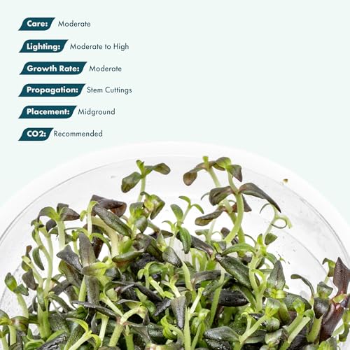 Live Plant - Purple Bacopa (Bacopa Salzmannii) - Midground Stem with Violet Tones, Snail-Free in Vitro Aquarium Plant - Tissue Culture - color: Bacopa Salzmannii