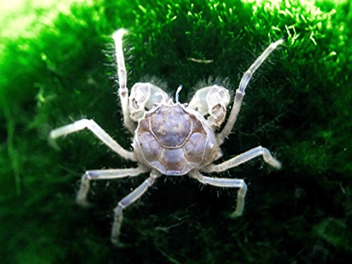 Aquatic Arts 10 Live Freshwater Micro Crabs (Limnopilos naiyanetri) Real Living Nano Tank Pet | Compatible with Dwarf Shrimp and Many Aquarium Fish - style: 10-CRABS