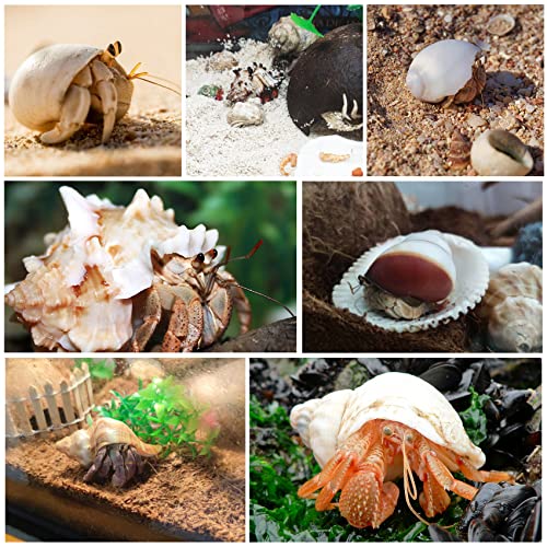 21PCS Hermit Crab Shells Large Medium Small | Sea Conch Size 1.2" - 3.9", Opening Size 0.5" - 2" | Growth Turbo Seashells for Natural Hermit Crab Supplies