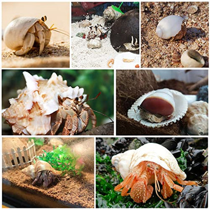 21PCS Hermit Crab Shells Large Medium Small | Sea Conch Size 1.2" - 3.9", Opening Size 0.5" - 2" | Growth Turbo Seashells for Natural Hermit Crab Supplies