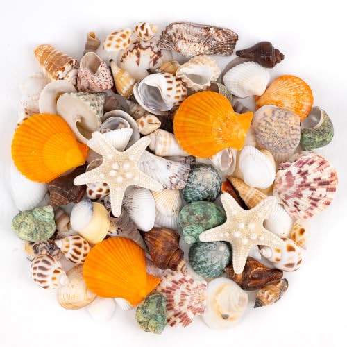 80 PCS Hermit Crab Shells Large Seashells Size 2-8 cm, 2 PCS Starfish Size 7-9 cm Natural Conch Shells for Aquarium Landscaping, Miniature Landscape, Drift Bottle Accessories, DIY Craft Materials - color: Yellow