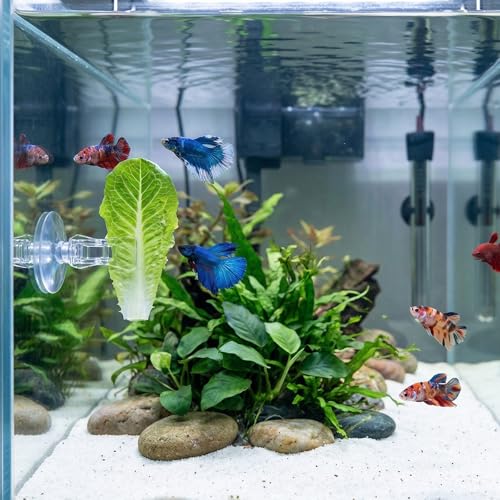 6 Pcs Aquarium Suction Cups with Clips - Aquarium Suction Cup Clips | Clear Plastic fish feeder Tool for Advertising Display Business Cards Fishes Feeding Veggie Feed Holder