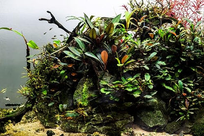 Generic Bucephalandra Live Aquarium Plant Collection - Rare Aquatic Plants for Lush Aquarium Scapes, Natural Freshwater Fish Tank Decorations, Ideal Gift for Aquarists (5 Loose Plants) - style: 5 Loose Plants