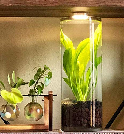 – Amazon Sword Bundle Medium Easy Background Live Aquarium Plant Decorations BUY2GET1FREE