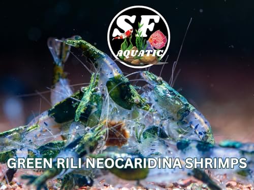 SF Aquatic™ 20 Green Rili High Grade Neocaridina Live Freshwater Aquarium Shrimps Fully Mature Breeding Age. Live Arrival Guarantee. - color: Green Rili, size: 20 Shrimps