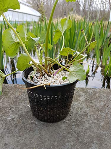 Small Water Garden Pond Aquatic Plastic Mesh Planting Basket Kit, Variety of 8 Pond Plant or Flower Planter Pots for Aquaponics, Hydroponics Slotted Mesh | Value 8 Pack
