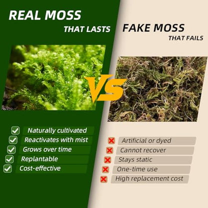 Live Moss 3-Pack for Reptile Enclosures & Terrariums,Fresh Reptiles Substrate | Mixed Varieties, Moisture-Holding Layer, Humid Hide Accent, Forest-Floor Look, Easy to Trim, For Geckos, Turtles, Snakes