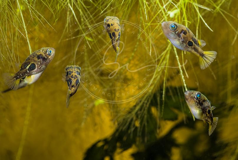 Swimming Creatures 4 Dwarf Pea Puffer Jenvnies (Carinotetraodon Travancoricus) Approx 1/2" Freshwater Aquarium Fish, 100% Live Arrival Guarantee.