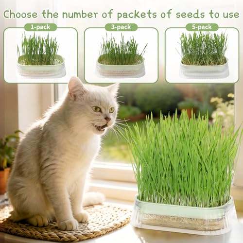 Cat Grass for Indoor Cats with 5 Pack Non GMO Wheat Seeds, Organic Grass Growing Kit, Soil-Free Planter, Perfect for Beginners, Cat Friendly Plants, Ideal Birthday Gift for Cat Lovers