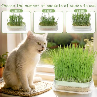 Cat Grass for Indoor Cats with 5 Pack Non GMO Wheat Seeds, Organic Grass Growing Kit, Soil-Free Planter, Perfect for Beginners, Cat Friendly Plants, Ideal Birthday Gift for Cat Lovers