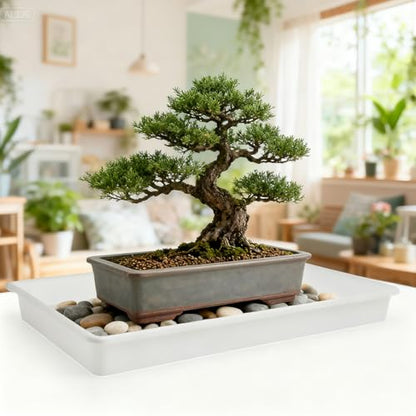 MUZHI 6 Pack Plastic Bonsai Humidity Trays, Rectangle Plant Growing Saucer Water Catcher Drip Tray, Seed Starter Drainage Tray Translucent (11.5x8.3 Inch)