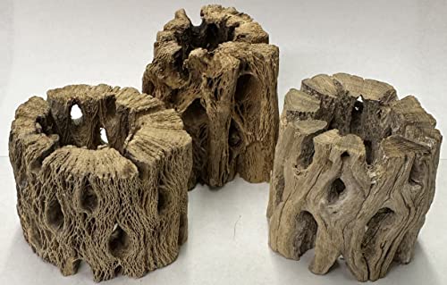 3 Natural Cholla Wood Air Plant Display Holders Individually Unique Round Decorative Stands (3 Pack Cholla Rounds) - style: 3 Pack Cholla Rounds