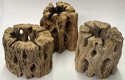 3 Natural Cholla Wood Air Plant Display Holders Individually Unique Round Decorative Stands (3 Pack Cholla Rounds) - style: 3 Pack Cholla Rounds