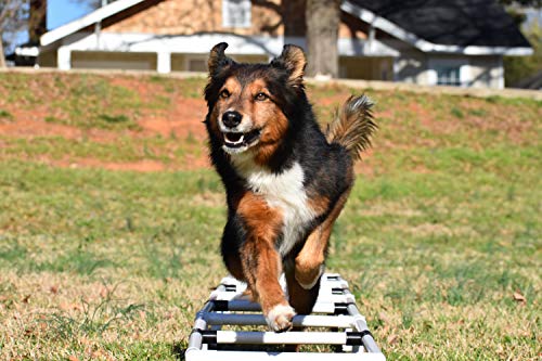 Better Sporting Dogs Agility Training Ladder | Dog Agility Training Equipment | Dog Training Equipment