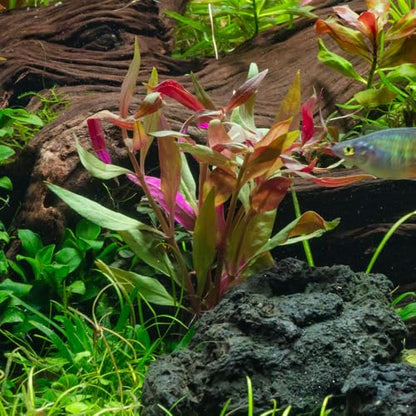 Live Plants - Purple Scarlet Temple (Alternanthera lilacina) - Moderate to High Light Reddish Purple Stem Plant for Midground to Background Aquascapes - Tissue Culture Cup - color: Alternanthera Reineckii Lilacina Red Stem