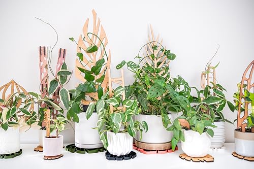 Zella Grande Starter Kit – Wooden Extendable Plant Trellis for Indoor Climbing Houseplants – Modular Plant Support with 2 Bases + 2 Extensions - Moss Pole Alternative - size: Grande Kit