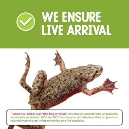 African Dwarf Frog Starter Kit with Certificate for 2 Live Frogs, Aquarium