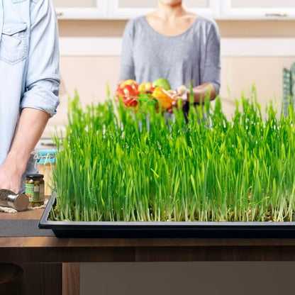 RooTrimmer Growing Trays, 1020 Plant Nursery Trays Heavy Duty Seed Starter Flat Seedling Tray for 72/128 Cell Plug Tray Transplant Growing Microgreens (21"×11", 10 Pack, 1.6" Deep, Without Holes) - size: TD538-10P-Black