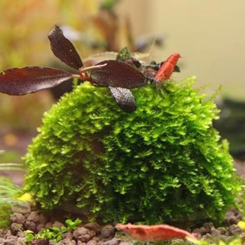 Shrimp Aquarium Media Moss Ball Holder Eco Friendly Plastic Transparent Aquatic Planting Fixed Ball Shrimp House Hiding Breeding House