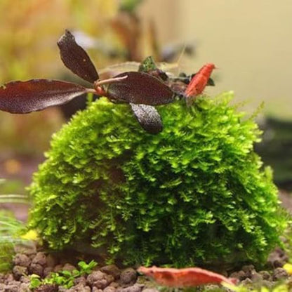 Shrimp Aquarium Media Moss Ball Holder Eco Friendly Plastic Transparent Aquatic Planting Fixed Ball Shrimp House Hiding Breeding House