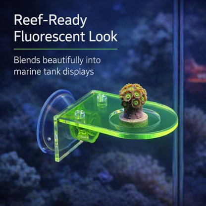 kcrygogo Acrylic Coral Frag Holder with Suction Cups, Single Hole Coral Plug Holder for Reef Tank Aquarium, Fluorescent Green & Fluorescent Red( 2PCS)