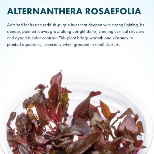 Live Plant - Alternanthera Reineckii Rosaefolia Live Aquarium Plant Tissue Culture Aquatic Stem - 100% Snail Free in Vitro Cup (AR Rosaefolia) - color: Alternanthera Reineckii Rosaefolia