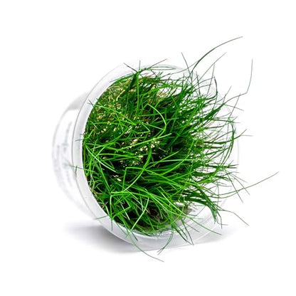 Live Plant - Hairgrass Eleocharis Pusilla Tissue Culture Aquatic Live Aquarium Plant - 100% Snail Free in Vitro Cup (Hairgrass) - color: Hairgrass Eleocharis Pusilla