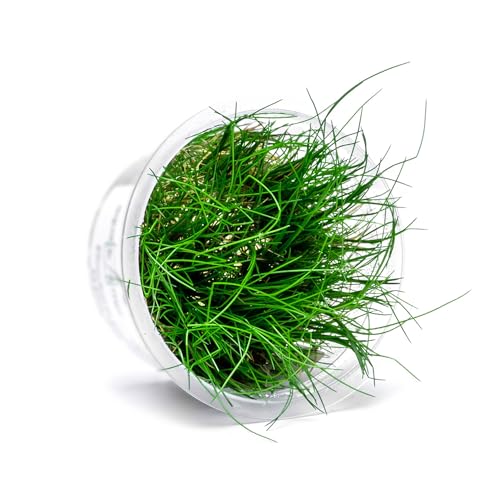 Live Plant - Hairgrass Eleocharis Pusilla Tissue Culture Aquatic Live Aquarium Plant - 100% Snail Free in Vitro Cup (Hairgrass) - color: Hairgrass Eleocharis Pusilla