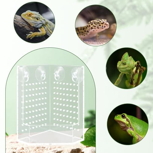 Bearded Dragon Tank Accessories, Transparent Acrylic Corner Hunting Bowl with Suction Cups, Bearded Dragon Food Bowl, Chameleon Feeder, Food Dispenser for Bearded Dragon, Chameleon, Frog