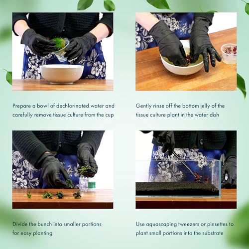 Live Plants - Bucephalandra sp. 'Sekadau Giant Blue - Low to Moderate Light, Deep Green with Blue Shimmer, Midground, Intermediate Difficulty - Tissue Culture, 1 Pack - color: Bucephalandra Sekadau Giant Blue