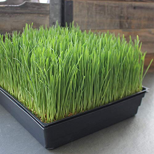 Handy Pantry 10" x 10" Garden Growing Trays with Drain Holes - 5-Pack | Recyclable Plastic Plant Trays for Wheatgrass, Microgreens, Hydroponic Growing, Nursery Flats, Greenhouse Supplies