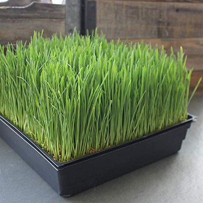 Handy Pantry 10" x 10" Garden Growing Trays with Drain Holes - 5-Pack | Recyclable Plastic Plant Trays for Wheatgrass, Microgreens, Hydroponic Growing, Nursery Flats, Greenhouse Supplies