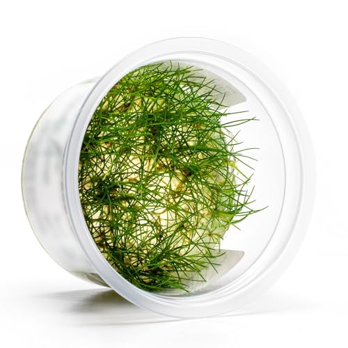 Live Aquarium Plant - Eleocharis parvula - Snail Free in-Vitro Easy Care Freshwater Aquatic Plants for Aquascaping, Med - High Light, Fast Growth - Tissue Culture - color: Eleocharis parvula