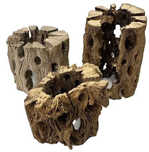 3 Natural Cholla Wood Air Plant Display Holders Individually Unique Round Decorative Stands (3 Pack Cholla Rounds) - style: 3 Pack Cholla Rounds