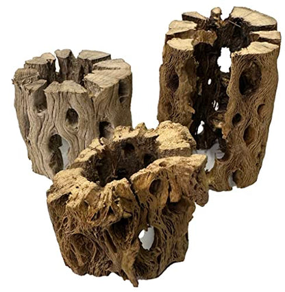 3 Natural Cholla Wood Air Plant Display Holders Individually Unique Round Decorative Stands (3 Pack Cholla Rounds) - style: 3 Pack Cholla Rounds