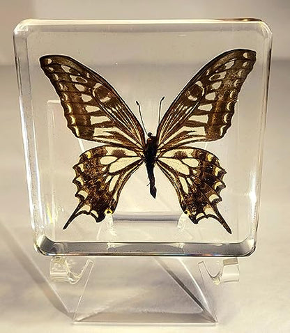 HQRP-Crystal 3" Acrylic Display Stand Pedestal for Crystal Heart / Slice / Slab and other Stones - size: 3"