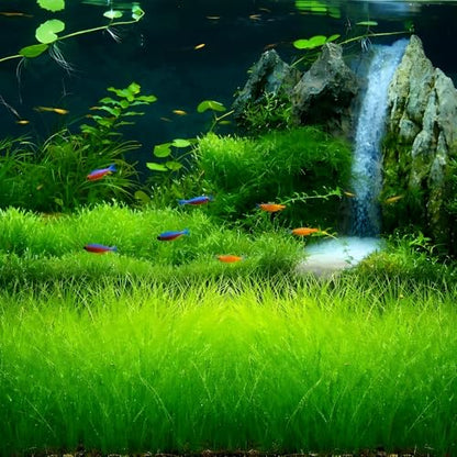 Premium Aquarium Plant Seeds for Planting – 8,000+ Live Mixed Seeds, 4 Varieties – Easy-to-Grow Aquatic Greenery for Lush, Vibrant Fish Tanks