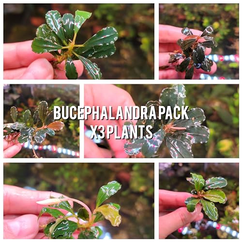 Generic Bucephalandra Live Aquarium Plant Collection - Rare Aquatic Plants for Lush Aquarium Scapes, Natural Freshwater Fish Tank Decorations, Ideal Gift for Aquarists (3 Loose Plants) - style: 3 Loose Plants