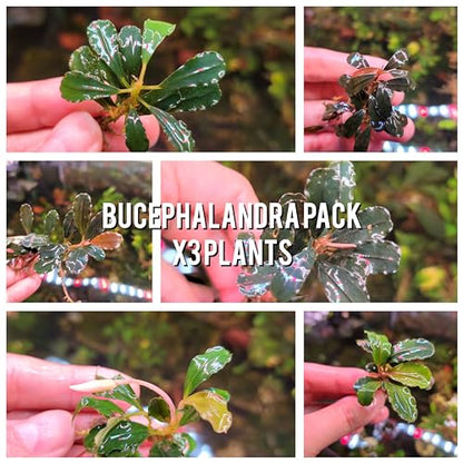 Generic Bucephalandra Live Aquarium Plant Collection - Rare Aquatic Plants for Lush Aquarium Scapes, Natural Freshwater Fish Tank Decorations, Ideal Gift for Aquarists (3 Loose Plants) - style: 3 Loose Plants