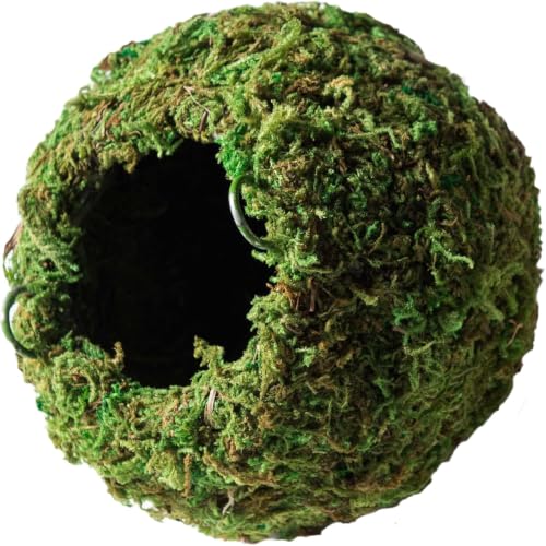 Galápagos (05346) Mossy Cave Hide, 4", Green (Pack of 6) - size: 4" (Pack of 6)
