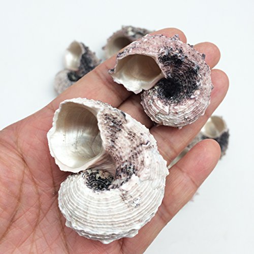 PEPPERLONELY 12PC Pink Delphinula Hermit Crab Sea Shells, 1-1/4 Inch ~ 2-1/2 Inch - color: 6#. Pink 1-1/4" ~ 2-1/2"