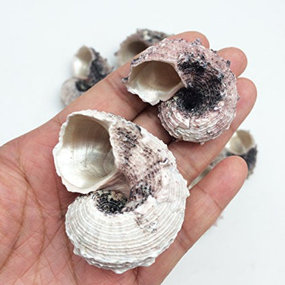PEPPERLONELY 12PC Pink Delphinula Hermit Crab Sea Shells, 1-1/4 Inch ~ 2-1/2 Inch - color: 6#. Pink 1-1/4" ~ 2-1/2"