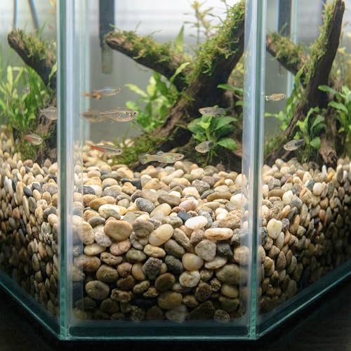 Royal Imports River Rocks, Aquarium Gravel – Natural 0.5"- 0.75" - 5 lbs | Decorative Ornamental Vase Filler Pebbles for Potted Plants, Terrariums, Vases, Succulents, Fish Tank Gravel, DIY & Crafting - size: Small - 5 lbs, style: Natural