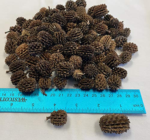 Awesome Aquatic 25 Casuarina Cones, Blackwater, Betta Shrimp Habitat | Larger than Alder Botanicals Natural tannins Blackwater habitat Leaf litter Longer lasting biofilm Natural décor Easy to use - size: 25 Pack Casuarina